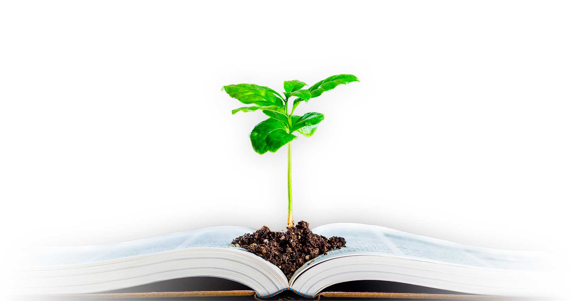 albero Umane Scienze